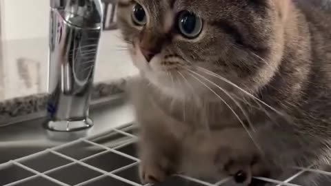 Funny cat video.