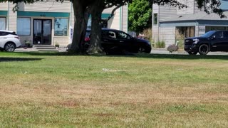 Oak Harbor, WA's Ballet in the Park - Tweeker Style