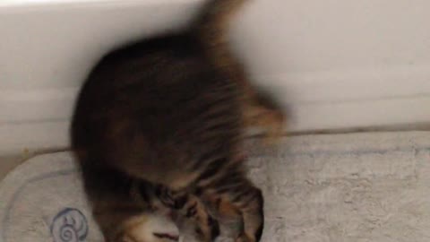cat does somersault with owner