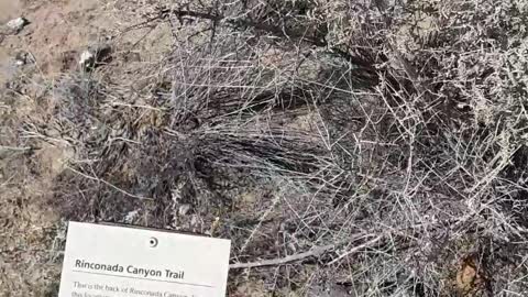 Rinconada Canyon Trail and the Petroglyph carvings in the rock Albuq,NM