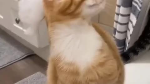 Head wash cat