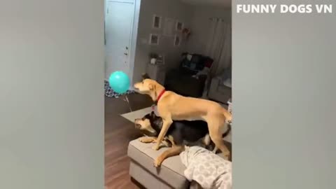 Funny dogs and cat