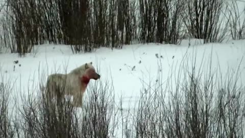 "🐺💔 Savage Reality: Wolves Attack Bison Calf in Heartbreaking Encounter! 🦬🌲"