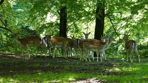 Group of deer in the timberland