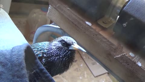 Pet European Starling Talking