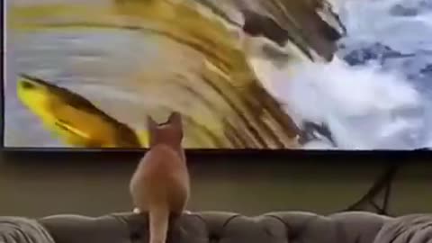Seeing the fish, the cat jumped but..... #shorts #viral #shortsvideo #video