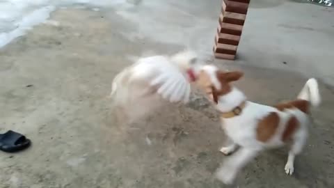 Dog What does this bird look like, you are bigger, stronger and louder but I will show you who is the boss”
