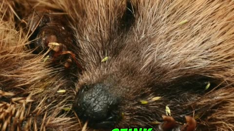 The Hedgehog's Secret Stink: Nature's Sneaky Surprise #wildlife mysteries #shorts #tiktok #hedgehog