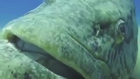 Giant Grouper Fish #shorts #viral #shortsvideo #video