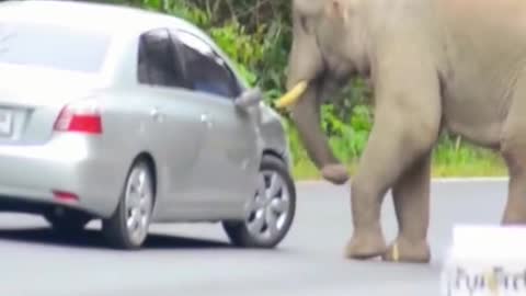 An elephant beats a car