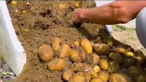 Grow Potatoes at Home