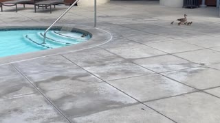 Ducklings Need Help Getting Out of Pool