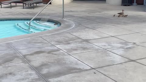 Ducklings Need Help Getting Out of Pool