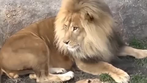 Funny Father of Lion Cub 🤣 | Nouman Hassan |