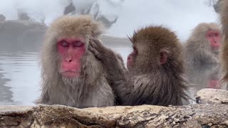 Snow Monkeys soaking in hot springs in the remote mountains of Japan.