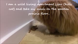 #Apartment #Lion devouring his #prey