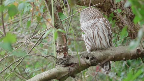 Barred Owl and a Blackberry leaf