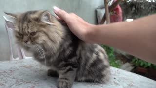 How Cats React When Seeing Stranger 1st Time - Running or Being Friendly? | Viral Cat