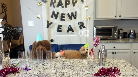 Dogs Celebrate New Year Cute and Funny Dogs Make Cocktail and Throw a Party!