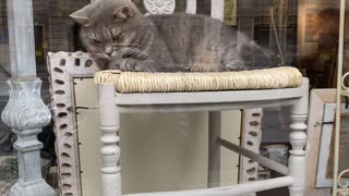 Cat Relaxes In Antique Store Window