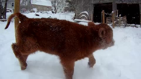 Playful Calf Gets Ecstatic Over Very First Snow Experience