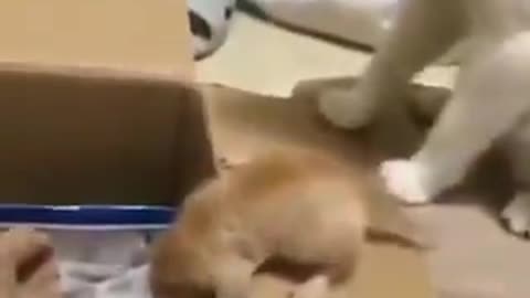 Kittys mom pushes off box