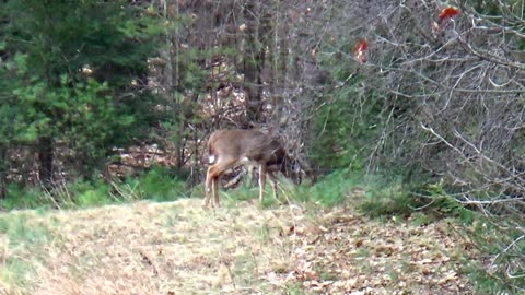 White-tailed deer