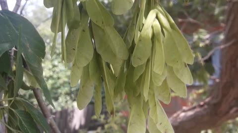 Maple seeds