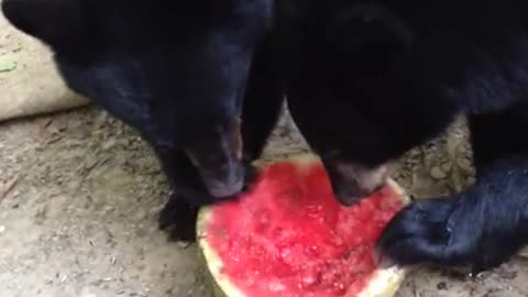 Black Bear Cubs Like Watermelon!