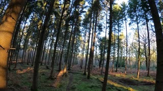 DRONE FOOTAGE. Panning away from a woodland. 20th Jan 2023