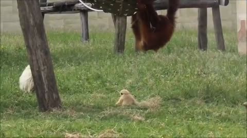 Cute Gibbons Playing & Climbing