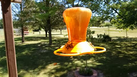 Bees At My Oriole Feeder