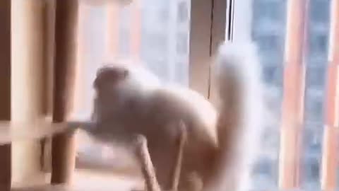 Funny animal videos