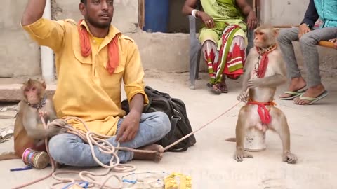 Monkey Dancing like Human in Villages And Taking Granted Owner's Permission 😂 Funny Monkey Dance Video.Comedy Drama in India. Bandar ka khel.