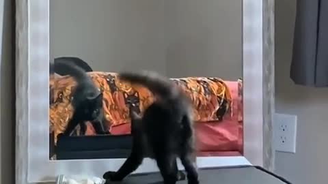 Scaredy Cat with Mirror Reaction
