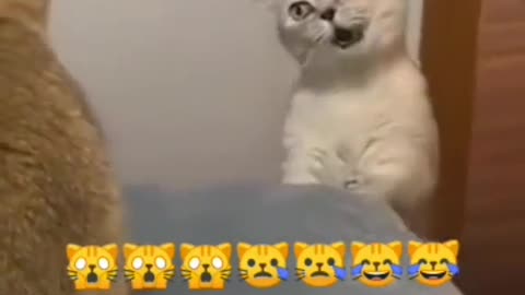 Cat funny movement.