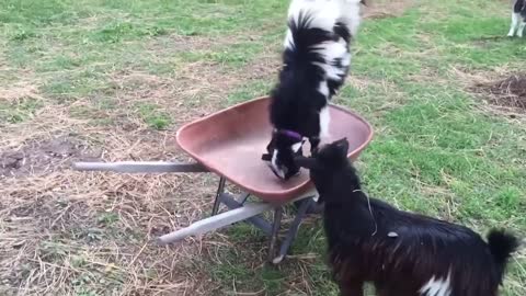 This is why GOATS&SHEEP are the FUNNIEST ANIMALS