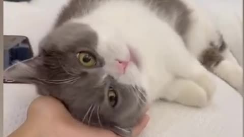 Adorable cat videos / cute animals videos