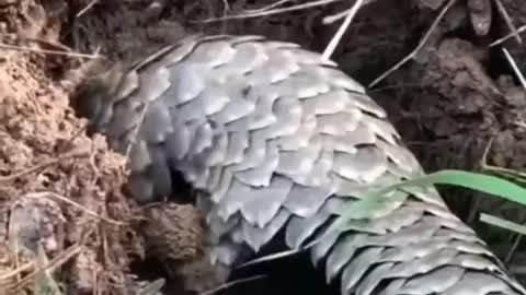 Pangolin One Of The Cutest And Most Exotic Animals In The World