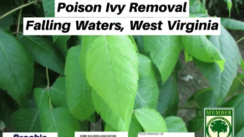 Poison Ivy Removal Falling Waters West Virginia