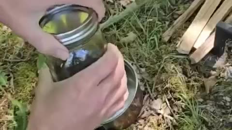 Pond water before and after boiling observed under a microscope