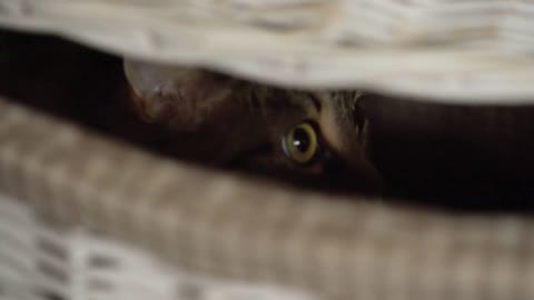 Tabby cat peeking out of a wooden basket