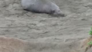 Seal Fight