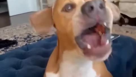 Funny Dog Compilation Video