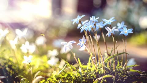 Nature Flowers Butterflies Sun Glow Powder