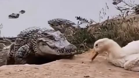 Crocodile attacks sleeping duck