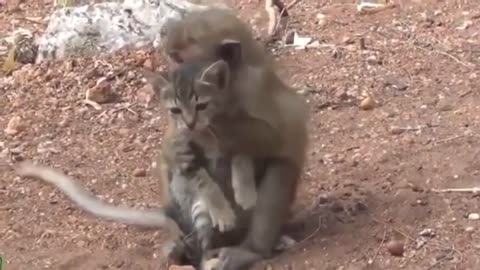 Monkey VS Cat Funny Video Compilation || Interlude
