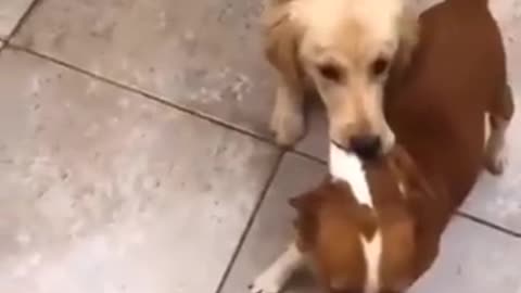 funny dogs