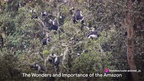Rainforest Wonders: Exploring the Amazon Jungle