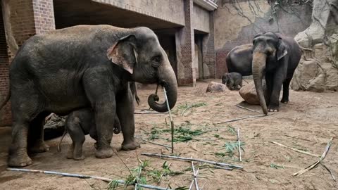 NELLYPHANT DOUBLE: German Zoo Celebrates Xmas By Welcoming 2nd Endangered Asian Elephant Calf